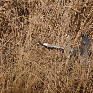 Great Bittern