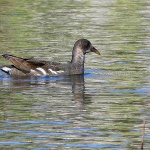 Common Moorhen