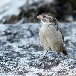 House Sparrow