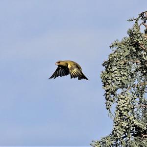 European Greenfinch