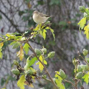 Common Chiffchaff