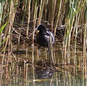 Common Coot