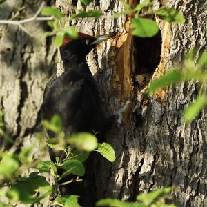 Black woodpecker