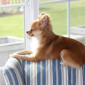 Pomeranian
