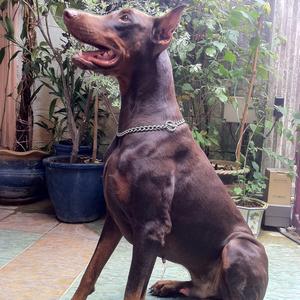 Doberman Pinscher