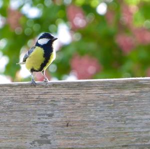 Great Tit