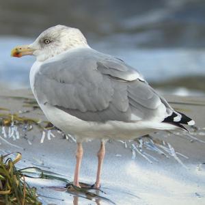 Herring Gull