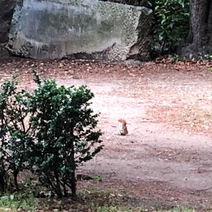 Eurasian Hoopoe