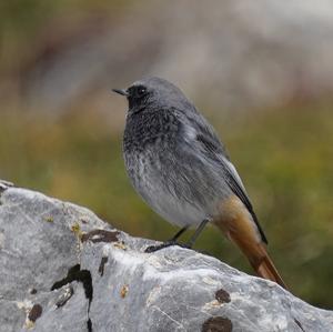 Black Redstart