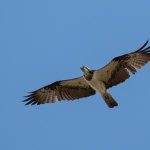 Osprey