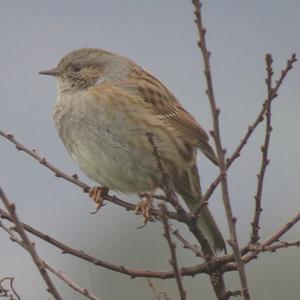 Hedge Accentor