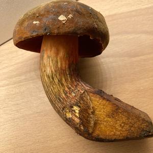 Dotted-stem Bolete