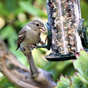 House Sparrow