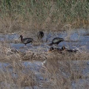 Glossy Ibis