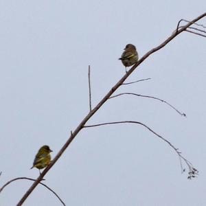 European Greenfinch