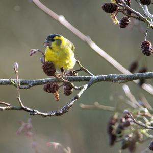 Eurasian Siskin