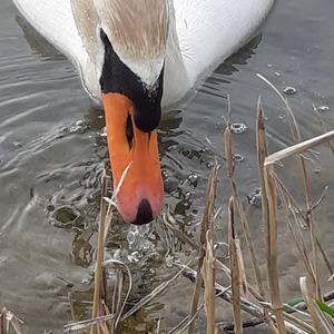 Mute Swan