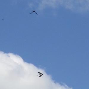 Barn Swallow