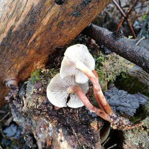 Smoky-gilled Hypholoma