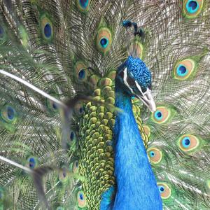 Indian Peafowl