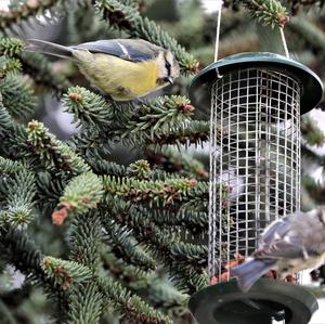 Blue Tit