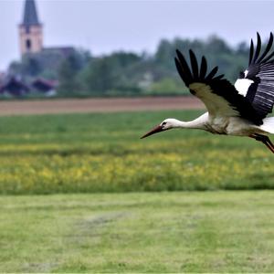 White Stork