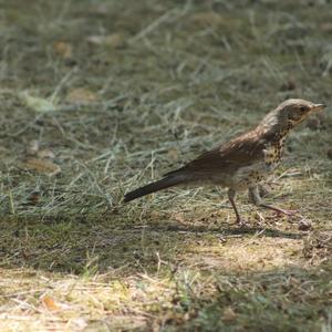 Fieldfare