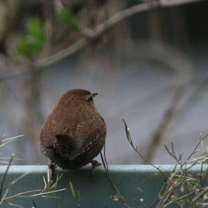 Winter Wren