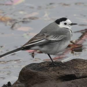 White Wagtail