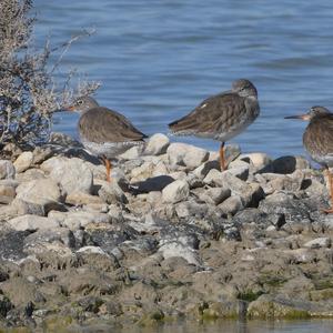 Common Redshank