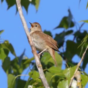 Common Nightingale