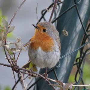 European Robin