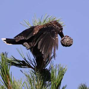 Spotted Nutcracker