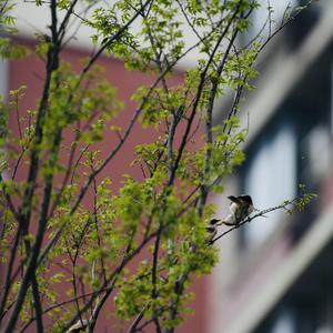 Long-tailed Shrike