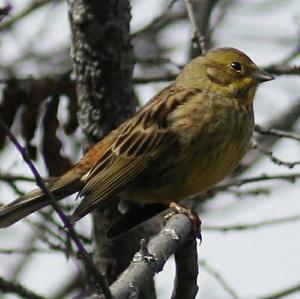 Yellowhammer