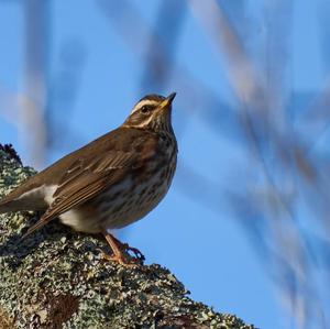 Redwing