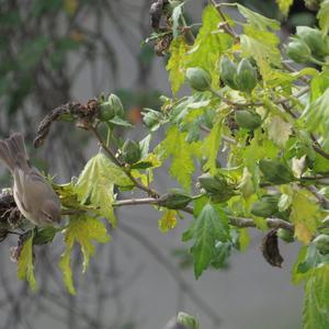 Common Chiffchaff