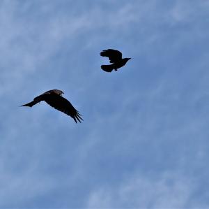 Red Kite