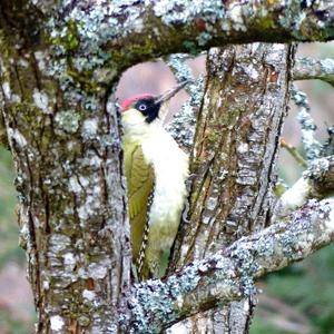 Eurasian Green Woodpecker