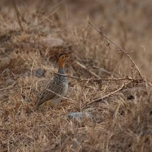 Coqui Francolin