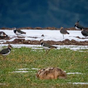 Northern Lapwing