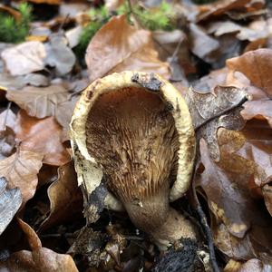 Poison Paxillus