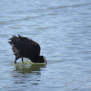 Common Coot