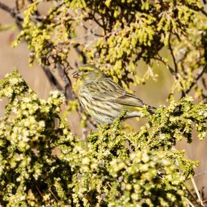 European Serin