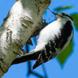 Hairy Woodpecker