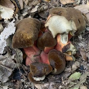 Dotted-stem Bolete