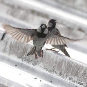 House Sparrow