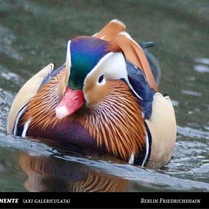 Mandarin Duck