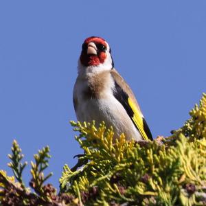 European Goldfinch