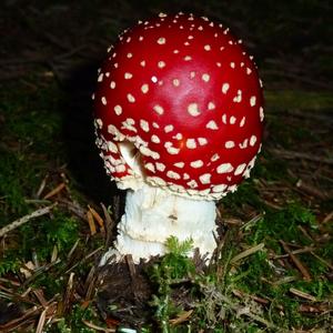 Fly Agaric